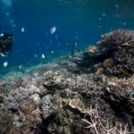 global-coral-reef-bleaching-event-underway-as-oceans-continue-to-warm:-noaa