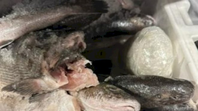 nearly-50-lbs.-of-meth-found-in-ice-chest-full-of-dead-fish-as-car-tries-to-cross-into-us-from-mexico