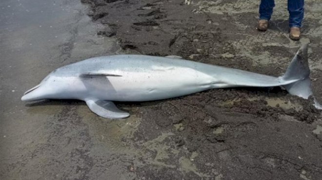 dolphin-found-shot-to-death-on-beach-with-bullets-lodged-in-its-brain,-spinal-cord-and-heart