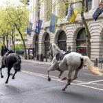 loose-horses,-one-soaked-in-blood,-wreak-havoc-in-central-london