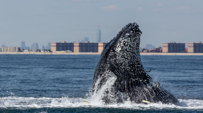 gotham-whale,-a-new-york-city-based-nonprofit,-allows-citizen-scientists-to-assist-in-conservation-efforts