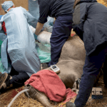 uk-team-performs-surgery-to-fix-rhino’s-broken-leg,-an-operation-they-say-is-world’s-1st