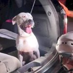 firefighters-launch-rescue-operation-for-dog-that-fell-into-florida-cave