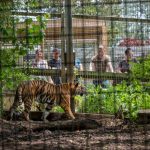 investigation-into-roadside-zoos-finds-risks-to-guests-and-animals-at-some-facilities