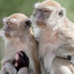 43-primates-on-the-loose-in-south-carolina-town-after-escaping-from-research-lab