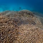 world’s-largest-coral-reef-discovered-off-the-solomon-islands