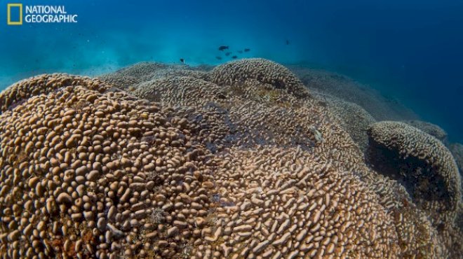 world’s-largest-coral-reef-discovered-off-the-solomon-islands