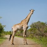 giraffes-need-endangered-species-protection-for-the-first-time,-us-officials-say