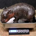 endangered-pygmy-hippo-born-at-virginia-zoo