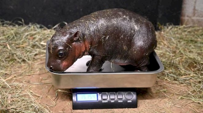 endangered-pygmy-hippo-born-at-virginia-zoo