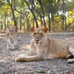 young-boy-survives-5-days-in-‘lion-infested’-game-park-in-zimbabwe:-officials