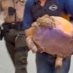 beloved-family-tortoise-found-safe-after-la-fires