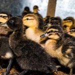 long-island-farm-forced-to-euthanize-more-than-100,000-ducks-after-bird-flu-detected