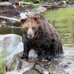 grizzly-bear-attack-reported-in-canada’s-british-columbia-province