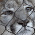 trump-administration-moves-to-narrow-the-scope-of-the-endangered-species-act:-what-that-means