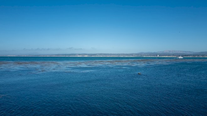 swimmer-missing-after-possible-shark-attack-in-california,-search-ongoing