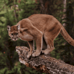 colorado-hiker-killed-in-mountain-lion-attack:-officials