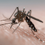 shrinking-forests-are-giving-mosquitoes-a-greater-taste-for-human-blood,-study-suggests