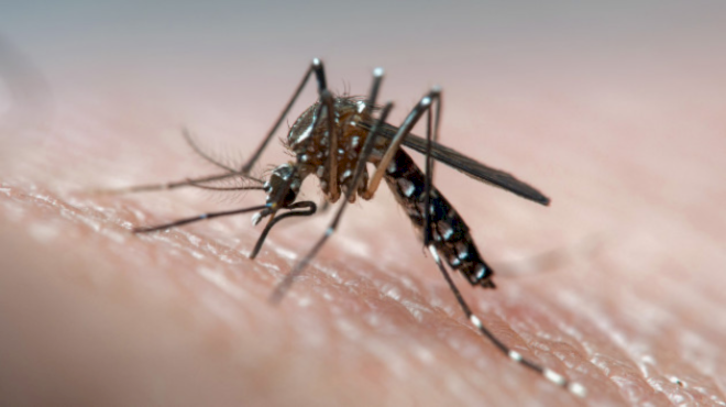 shrinking-forests-are-giving-mosquitoes-a-greater-taste-for-human-blood,-study-suggests