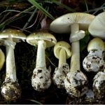 3-deaths,-dozens-of-illnesses-linked-to-california-poisonous-mushroom-outbreak:-officials