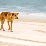19-year-old-woman-found-dead-on-australian-beach-surrounded-by-dingoes:-police