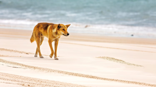 19-year-old-woman-found-dead-on-australian-beach-surrounded-by-dingoes:-police