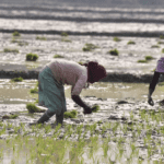 the-planet-has-entered-an-era-of-‘water-bankruptcy,’-according-to-new-un-report