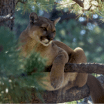 san-francisco-issues-warning-as-mountain-lion-roams-city-streets