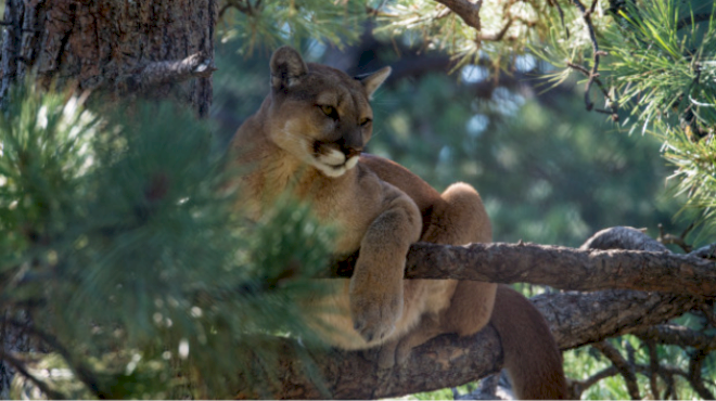 san-francisco-issues-warning-as-mountain-lion-roams-city-streets