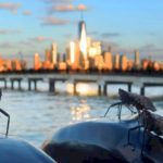 why-invasive-spotted-lanternflies-are-thriving-in-the-us