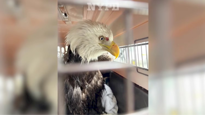 nypd-officers-who-helped-rescue-injured-bald-eagle-on-hudson-river-speak-out