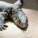 giant-lizard-that-can-grow-up-to-6-feet-is-invading-south-florida’s-ecosystem