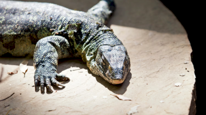 giant-lizard-that-can-grow-up-to-6-feet-is-invading-south-florida’s-ecosystem