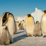 emperor-penguin,-antarctic-fur-seal-now-listed-as-endangered-in-updated-iucn-red-list