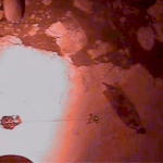 4-rescued,-including-child,-after-hunting-party-gets-stuck-on-ice-floe-in-alaska:-coast-guard