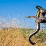 78-year-old-woman-dies-from-snake-bites-in-northern-california:-sheriff