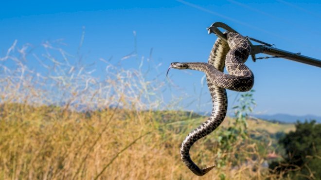 78-year-old-woman-dies-from-snake-bites-in-northern-california:-sheriff