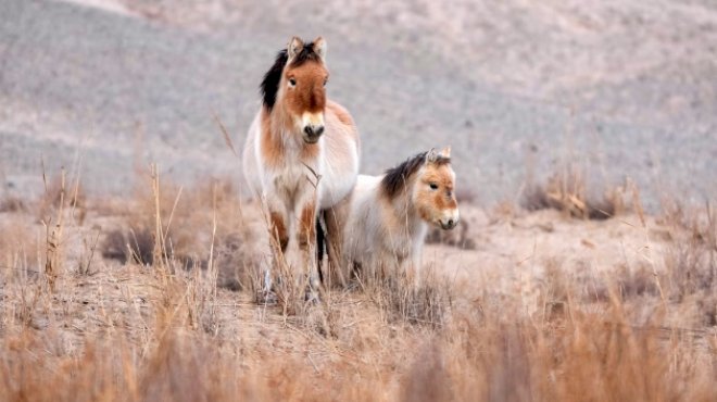 earth-day-2026:-the-planet-has-experienced-several-environmental-wins-in-recent-months