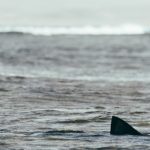 white-shark-reported-off-east-coast-in-nj-and-ny