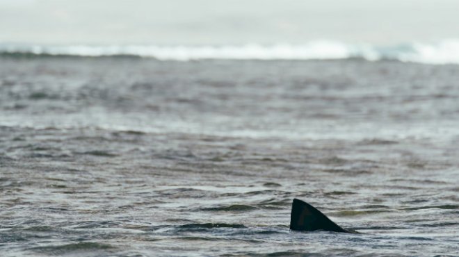 white-shark-reported-off-east-coast-in-nj-and-ny
