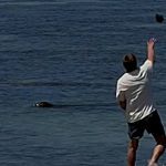 tourist-charged-after-allegedly-throwing-rock-at-endangered-seal-in-hawaii