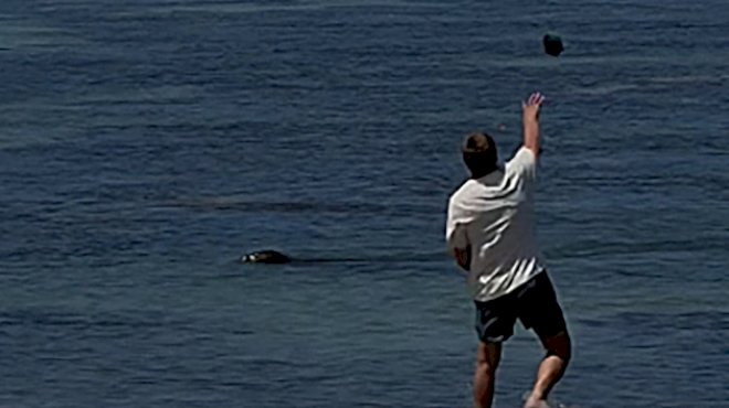 tourist-charged-after-allegedly-throwing-rock-at-endangered-seal-in-hawaii