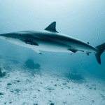 there-are-going-to-be-more-shark-sightings-in-the-coming-months,-scientists-say