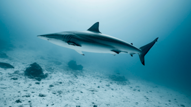 there-are-going-to-be-more-shark-sightings-in-the-coming-months,-scientists-say
