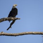 man-admits-to-shooting-bald-eagle,-could-face-prison-time