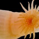 marine-scientists-discover-record-number-of-new-species