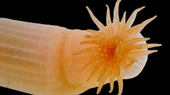 marine-scientists-discover-record-number-of-new-species