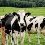 usda-confirms-detection-of-new-world-screwworm-in-texas