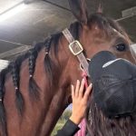 teenage-girl-accused-of-stabbing-3-horses-appears-in-juvenile-court