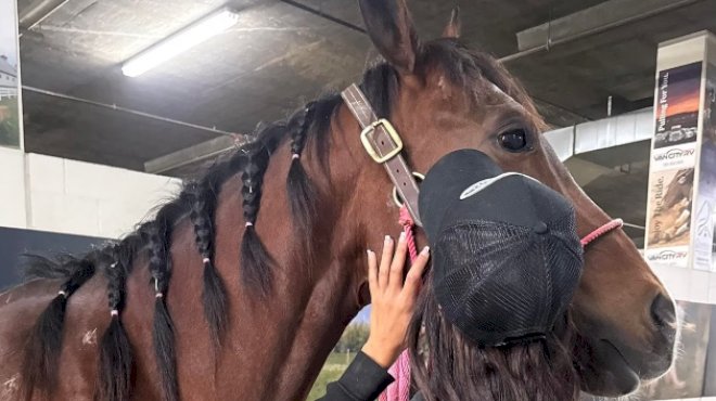teenage-girl-accused-of-stabbing-3-horses-appears-in-juvenile-court